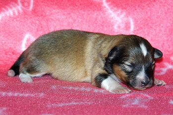 Pixie vom Affinger Bach, 1 Woche alt 