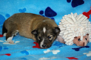 Pixie vom Affinger Bach, 2 Wochen alt 