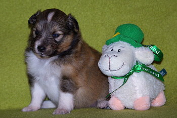 Pixie vom Affinger Bach, 3 Wochen alt 