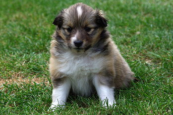 Pixie vom Affinger Bach, 4 Wochen alt 