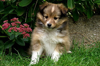 Pixie vom Affinger Bach, 6 Wochen alt 