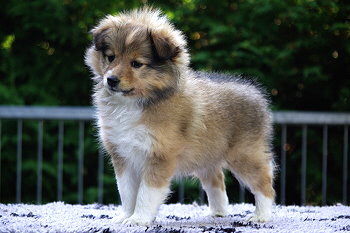 Pixie vom Affinger Bach, 7 Wochen alt 