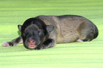 Perseus vom Affinger Bach, 1 Tag alt 