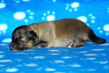 Perseus vom Affinger Bach, 1 Woche alt 