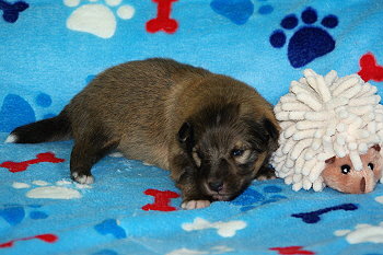 Perseus vom Affinger Bach, 2 Wochen alt 