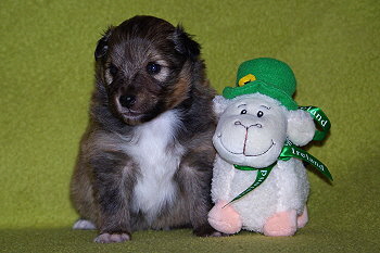 Perseus vom Affinger Bach, 3 Wochen alt