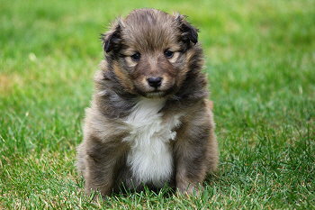 Perseus vom Affinger Bach, 4 Wochen alt 