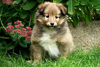 Perseus vom Affinger Bach, 6 Wochen alt