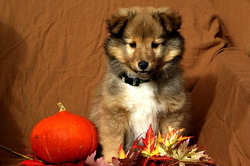 Perseus vom Affinger Bach, 8 Wochen alt 