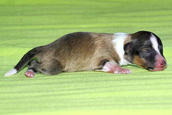 Paparazzi vom Affinger Bach, 1 Tag alt 