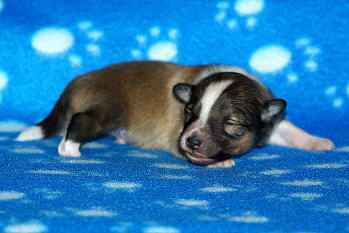 Paparazzi vom Affinger Bach, 1 Woche alt