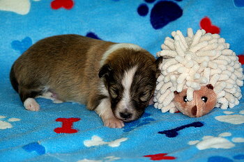 Paparazzi vom Affinger Bach, 2 Wochen alt 