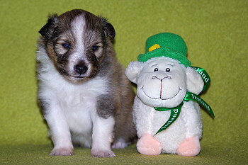 Paparazzi vom Affinger Bach, 3 Wochen alt 