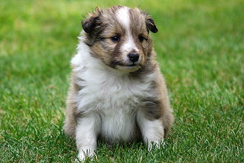 Paparazzi vom Affinger Bach, 4 Wochen alt 