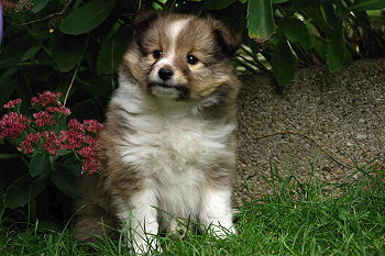 Paparazzi vom Affinger Bach, 6 Wochen alt 