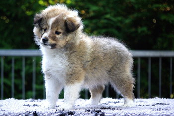 Paparazzi vom Affinger Bach, 7 Wochen alt 