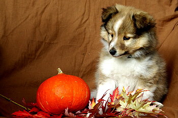 Paparazzi vom Affinger Bach, 8 Wochen alt 