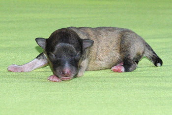 Panja vom Affinger Bach, 1 Tag alt 