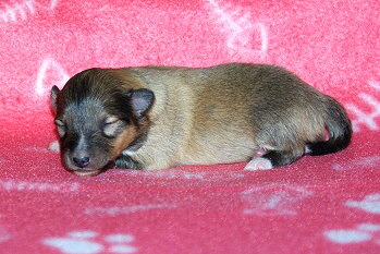 Panja vom Affinger Bach, 1 Woche alt 