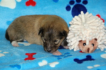 Panja vom Affinger Bach, 2 Wochen alt 