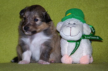 Panja vom Affinger Bach, 3 Wochen alt 