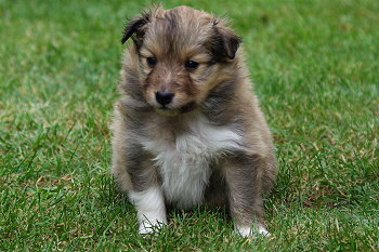 Panja vom Affinger Bach, 4 Wochen alt