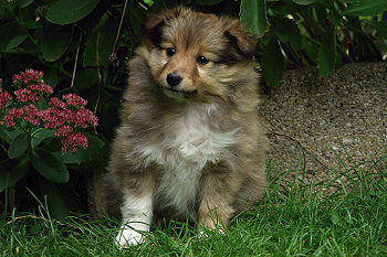 Panja vom Affinger Bach, 6 Wochen alt 