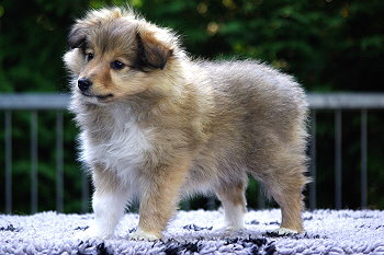 Panja vom Affinger Bach, 7 Wochen alt 