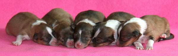 P3-Wurf vom Affinger Bach