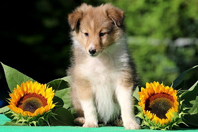 Pina Colada vom Affinger Bach, 8 Wochen alt