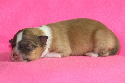 Peach Melba vom Affinger Bach, 1 Tag alt