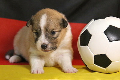 Peach Melba vom Affinger Bach, 2 Wochen alt