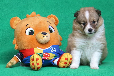 Peach Melba vom Affinger Bach, 4 Wochen alt