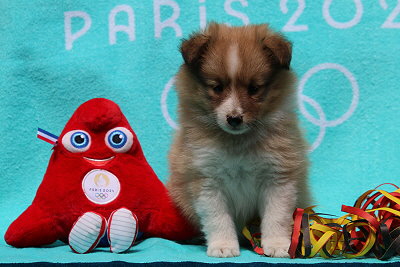 Peach Melba vom Affinger Bach, 6 Wochen alt