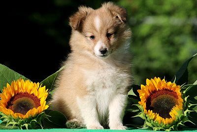 Peach Melba vom Affinger Bach, 8 Wochen alt