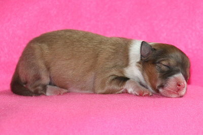 Panna Cotta vom Affinger Bach, 1 Tag alt