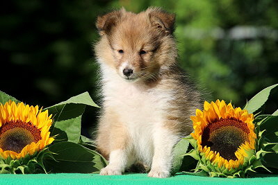 Panna Cotta vom Affinger Bach, 8 Wochen alt