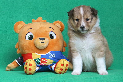 Pepsi Cola vom Affinger Bach, 4 Wochen alt