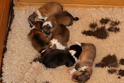 Q2-Wurf vom Affinger Bach, 17 Stunden alt 