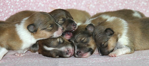 Q3-Wurf vom Affinger Bach, 1 Woche alt 