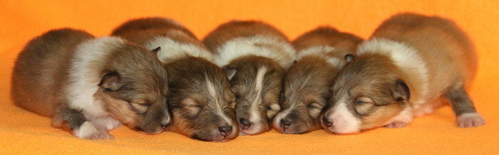 Q3-Wurf vom Affinger Bach, 2 Wochen alt 