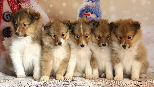 Q3-Wurf vom Affinger Bach, 6 Wochen alt 