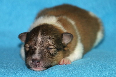 Quantaz vom Affinger Bach, 1 Woche alt