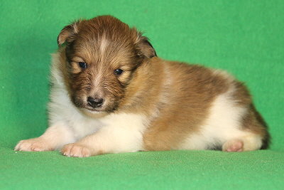 Quantaz vom Affinger Bach, 3 Wochen alt