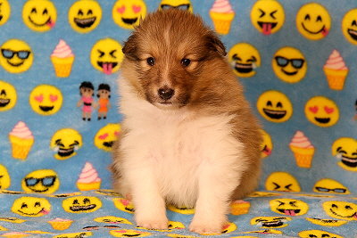 Quantaz vom Affinger Bach, 4 Wochen alt