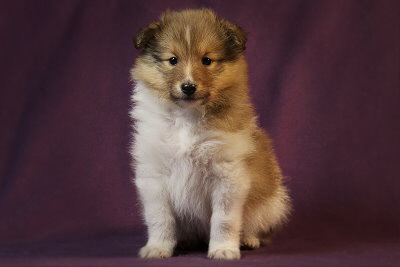 Quantaz vom Affinger Bach, 5 Wochen alt