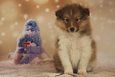 Quantaz vom Affinger Bach, 6 Wochen alt