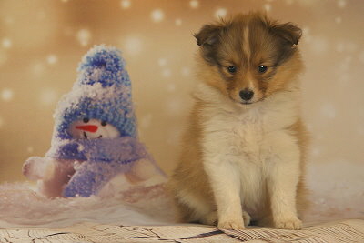 Quamilla vom Affinger Bach, 6 Wochen alt