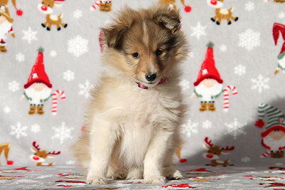 Quamilla vom Affinger Bach, 8 Wochen alt