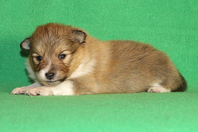 Quinnea vom Affinger Bach, 3 Wochen alt